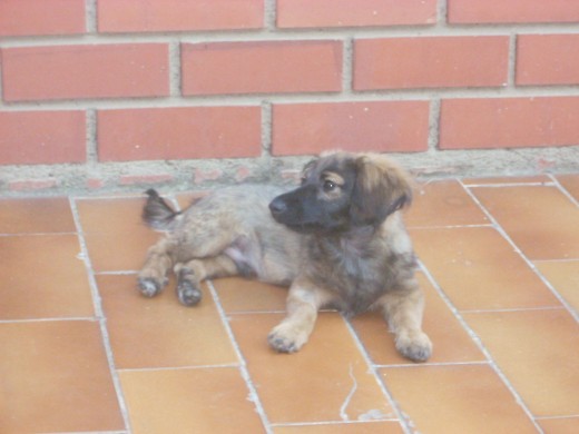 Tobi tumbado mirando a los pájaros en el patio.